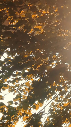 秋天阳光透过树叶洒下了日月星辰10秒视频