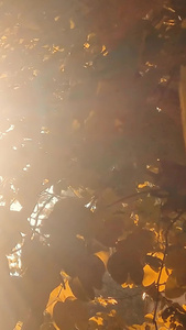秋天阳光透过树叶洒下了日月星辰视频