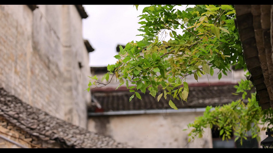古村落围墙边的绿色树叶枝繁叶茂视频