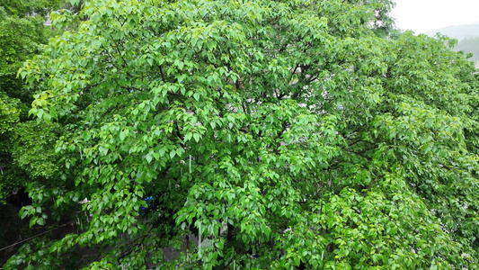 下雨树木树叶雨滴视频