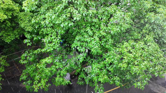 下雨树木树叶雨滴视频