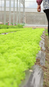 走在大棚菜田里的农民大婶绿色科技视频