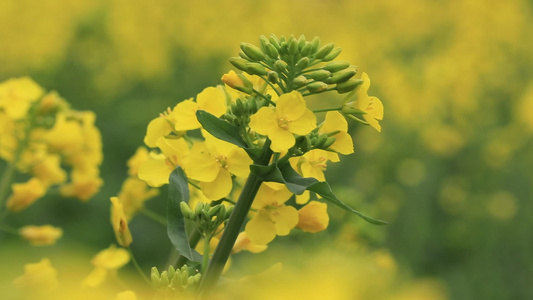 油菜花特写视频