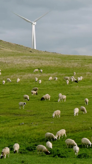 呼伦贝尔大草原羊群放牧旅游景区21秒视频