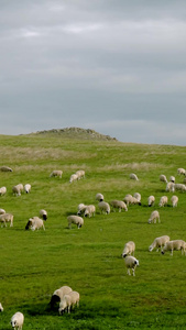 呼伦贝尔大草原羊群放牧旅游景区视频