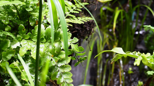 蕨类植物叶子热带雨林生物视频