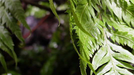 蕨类植物叶子热带雨林生物视频