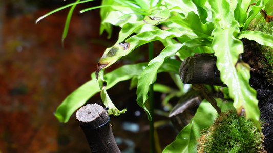 蕨类植物叶子热带雨林生物视频