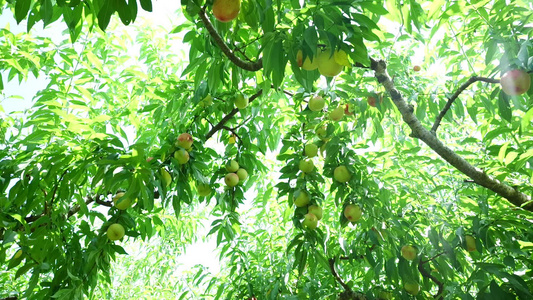 水果桃子视频