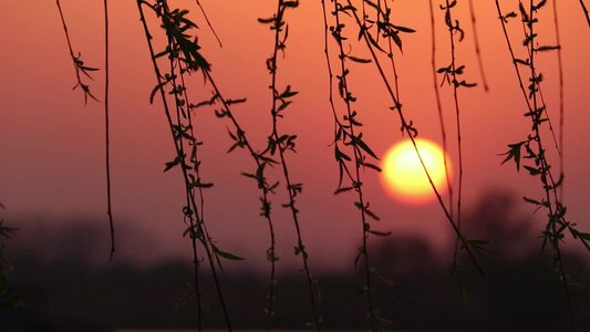 夕阳柳树唯美落日黄昏视频素材视频