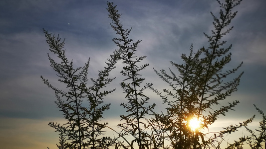 夕阳下风吹野草视频