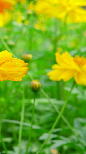 夏意勤劳蜜蜂采蜜27秒视频