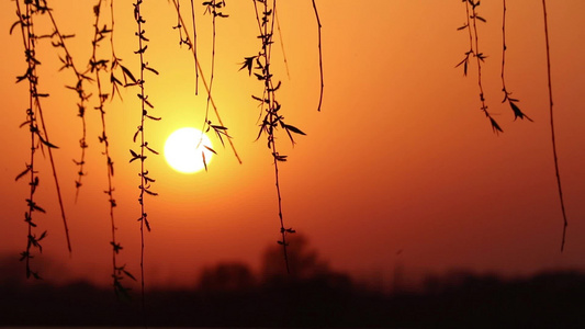 夕阳柳树落日黄昏唯美空镜视频素材视频