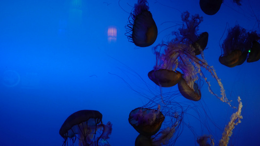 太平洋海刺水母海蜇海洋生物视频