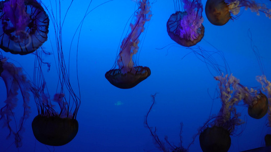 太平洋海刺水母海蜇海洋生物视频