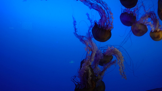 太平洋海刺水母海蜇海洋生物视频