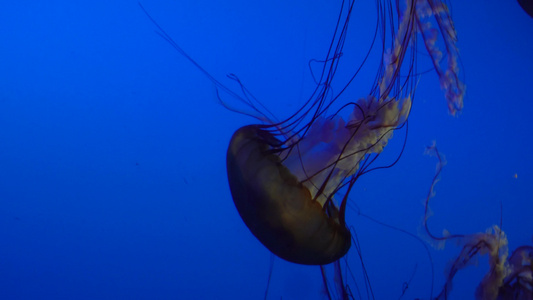 太平洋海刺水母海蜇海洋生物视频