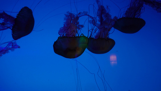 太平洋海刺水母海蜇海洋生物视频