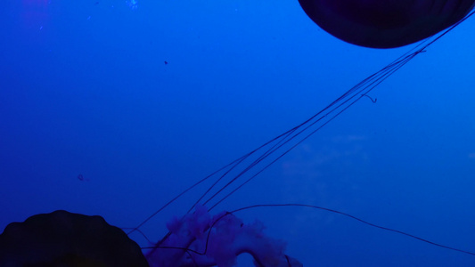 太平洋海刺水母海蜇海洋生物视频