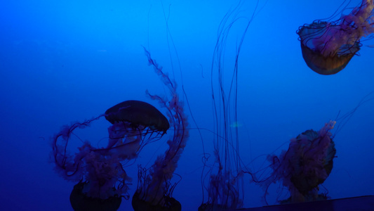 太平洋海刺水母海蜇海洋生物视频