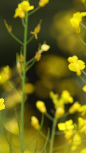  油菜花花朵上的蜜蜂春天美景26秒视频