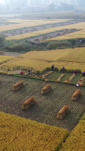 多角度航拍秋收稻田里收割稻谷的农民51秒视频