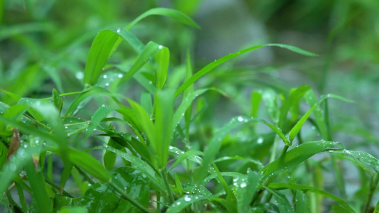 4K初夏雨天雨水拍打小草空镜实拍视频视频