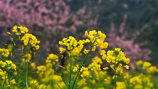 油菜花和桃花视频