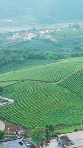 航拍贵州茶庄茶园素材春茶节视频