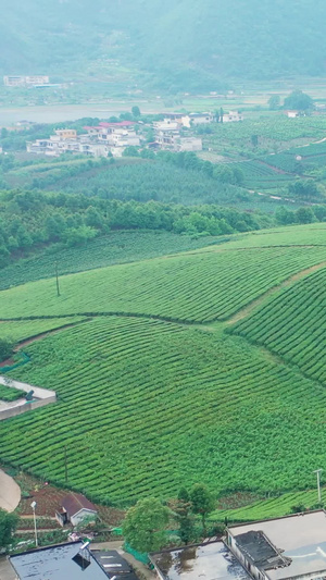 航拍贵州茶庄茶园素材春茶节79秒视频