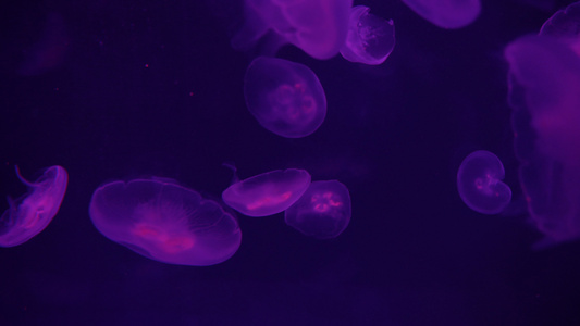 4k海洋深处的紫色发光水母视频