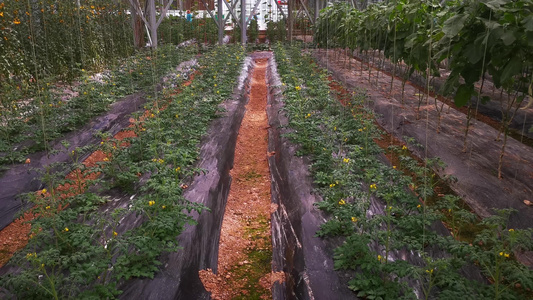 农业蔬菜种植视频