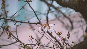 城市春天盛开的樱花4k素材47秒视频