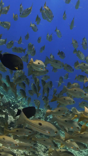 海底小黄鱼群珊瑚礁28秒视频