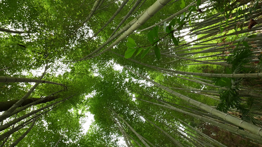 竹林竹叶空镜头视频