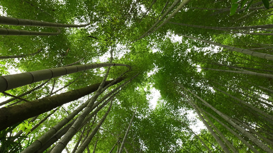 竹林竹叶空镜头视频