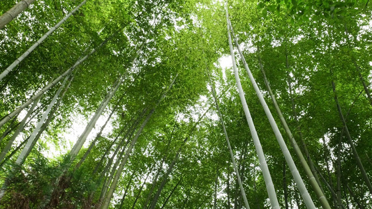 竹林竹叶空镜头视频