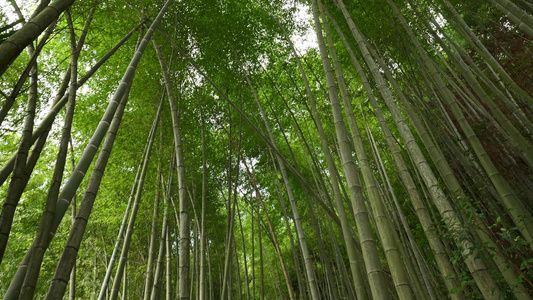 竹林竹叶空镜头视频