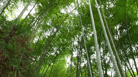 竹林竹叶空镜头视频