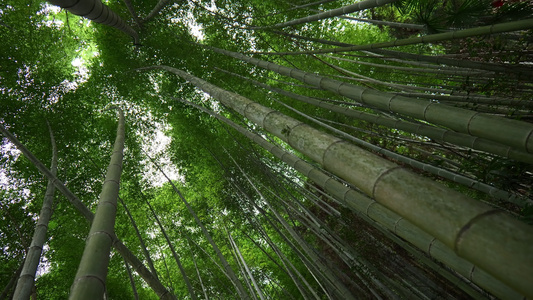 竹林竹叶空镜头视频