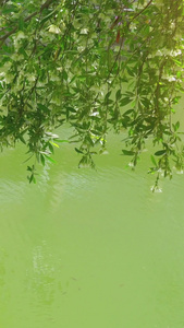夏天江河边的树枝视频
