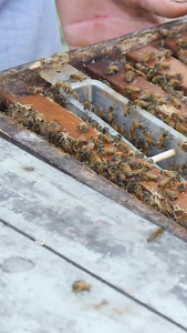 蜂蜜养殖管理蜜蜂养殖视频