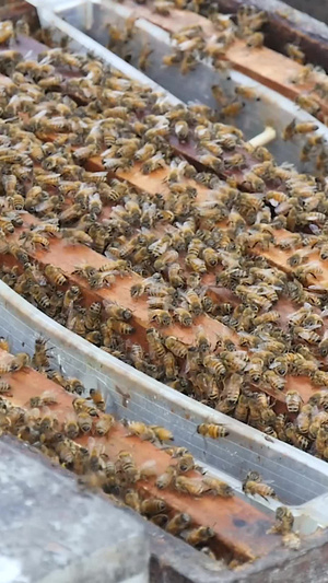 蜂蜜养殖管理蜜蜂管理45秒视频