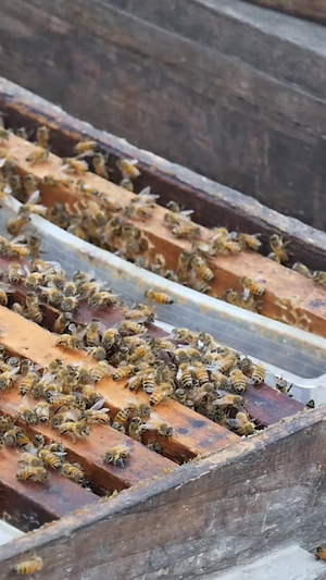 蜂蜜养殖管理蜜蜂养殖45秒视频