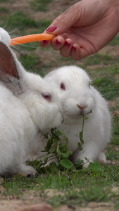 正在进食的兔子视频云上牧场视频
