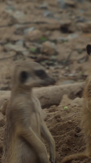 可爱实拍动物细尾獴小动物6秒视频