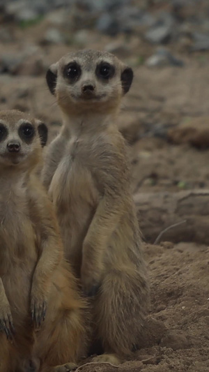 可爱实拍动物细尾獴小动物6秒视频