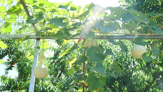 农村蔬菜种植大棚葫芦瓜视频