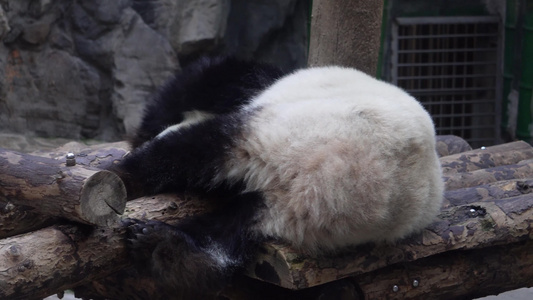 特写大熊猫毛发国家级保护动物视频