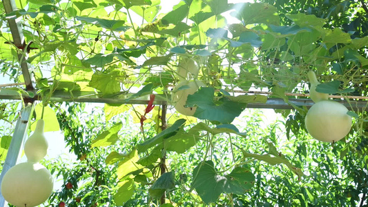 农村蔬菜种植大棚葫芦瓜视频